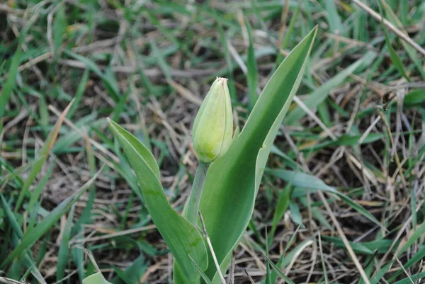 Tulpen Sind Die Hauptdekoration Des Gartens Frühling Zunächst Ist Eine — Stockfoto
