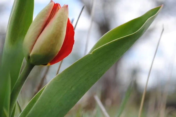 Tulipany Główną Ozdobą Ogrodu Wiosną Najpierw Gęste Soczyste Pąki Zielonym — Zdjęcie stockowe