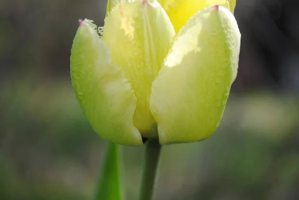 Tulipany Główną Ozdobą Ogrodu Wiosną Najpierw Gęste Soczyste Pąki Zielonym — Zdjęcie stockowe
