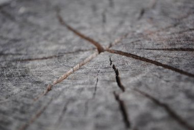 Ahşap her zaman çekici görünür. Bagaj, ağaç kabuğu, kütük, tahta, testereli ağaç. Doğal dokusu çok güzel..