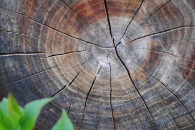 Ahşap her zaman çekici görünür. Bagaj, ağaç kabuğu, kütük, tahta, testereli ağaç. Doğal dokusu çok güzel..