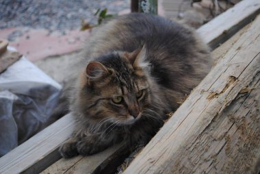 Avlunun sahibi onun bölgesini denetliyor. Ev yapımı kedi yürüyüşe çıktı..