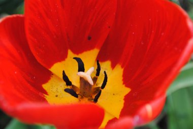 Laleler baharda bahçenin ana süslemesidir. Önce yeşil yapraklı sulu tomurcuklar. Ve sonra birçok zarif çiçek açar..