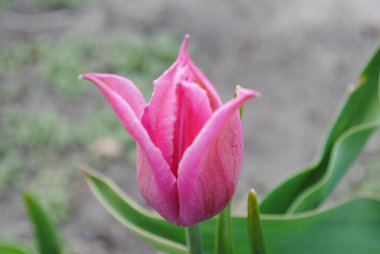 Laleler baharda bahçenin ana süslemesidir. Önce yeşil yapraklı sulu tomurcuklar. Ve sonra birçok zarif çiçek açar..