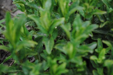 Genç nane filizleri güneşe doğru çekilir. Yapraklar zengin yeşil. Taze ve sulu..