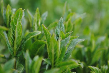 Genç nane filizleri güneşe doğru çekilir. Yapraklar zengin yeşil. Taze ve sulu..