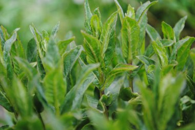 Genç nane filizleri güneşe doğru çekilir. Yapraklar zengin yeşil. Taze ve sulu..