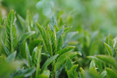 Genç nane filizleri güneşe doğru çekilir. Yapraklar zengin yeşil. Taze ve sulu..