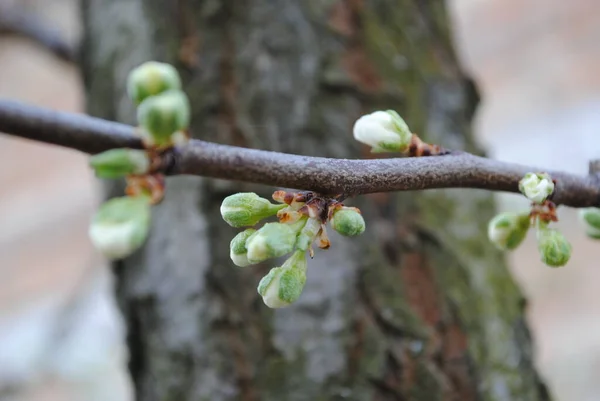 Frühling Blühen Alle Pflanzen Und Bäume Blühende Gärten Erfüllen Die — Stockfoto