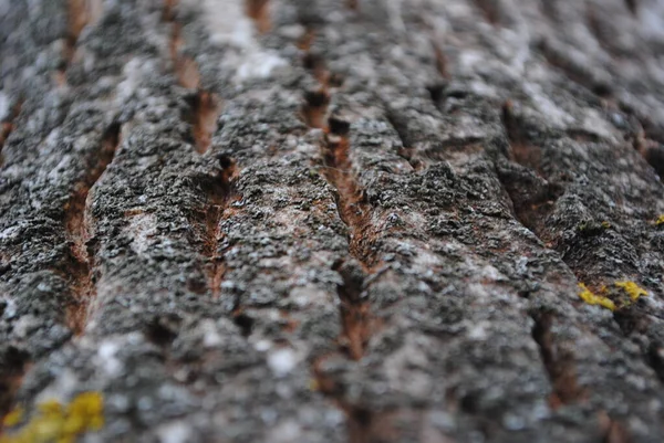 Wood Always Looks Attractive Trunk Bark Stump Board Sawed Tree — Stock Photo, Image