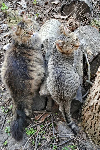 Iki Kedi Ayrılmaz Ikilidir Her Yerde Birlikte Yürüyorlar Muhtemelen Bir — Stok fotoğraf