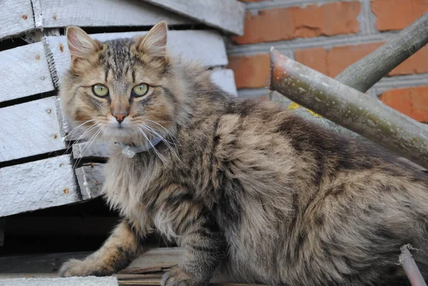 Owner Yard Supervises His Territory Homemade Cat Walk — Stock Photo, Image