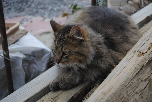 Avlunun Sahibi Onun Bölgesini Denetliyor Yapımı Kedi Yürüyüşe Çıktı — Stok fotoğraf