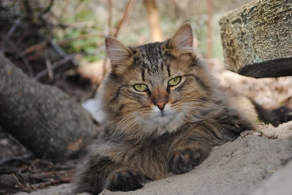 Owner Yard Supervises His Territory Homemade Cat Walk — Stock Photo, Image