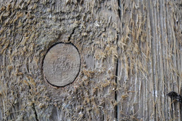 Bois Est Toujours Séduisant Tronc Écorce Souche Planche Arbre Scié — Photo