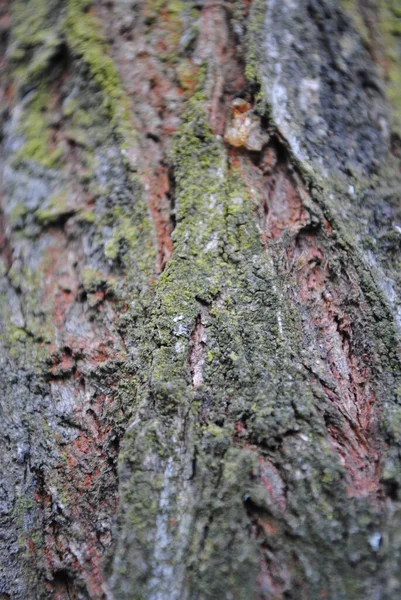 Dřevo Vždycky Vypadá Atraktivně Kufr Kůra Pahýl Prkno Řezivo Přírodní — Stock fotografie
