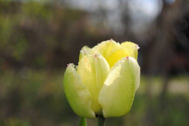 Laleler baharda bahçenin ana süslemesidir. Önce yeşil yapraklı sulu tomurcuklar. Ve sonra birçok zarif çiçek açar..