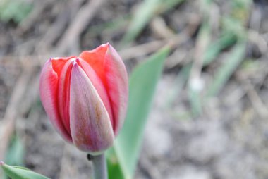 Laleler baharda bahçenin ana süslemesidir. Önce yeşil yapraklı sulu tomurcuklar. Ve sonra birçok zarif çiçek açar..