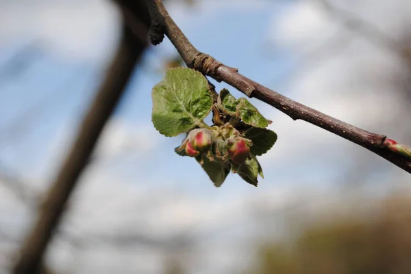 Frühling Blühen Alle Pflanzen Und Bäume Blühende Gärten Erfüllen Die — Stockfoto