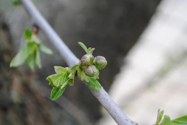 Frühling Blühen Alle Pflanzen Und Bäume Blühende Gärten Erfüllen Die — Stockfoto