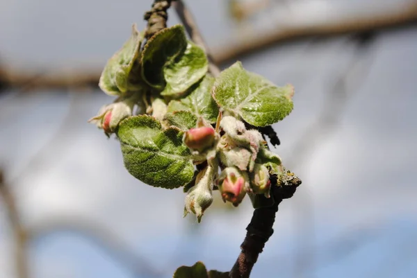 Frühling Blühen Alle Pflanzen Und Bäume Blühende Gärten Erfüllen Die — Stockfoto