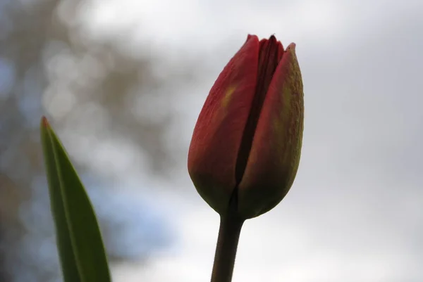 Les Tulipes Sont Décoration Principale Jardin Printemps Tout Abord Est — Photo