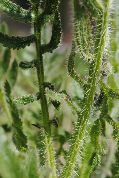 Queste Sono Foglie Papavero Decorativo Uno Sfondo Verde Sacco Villi — Foto Stock