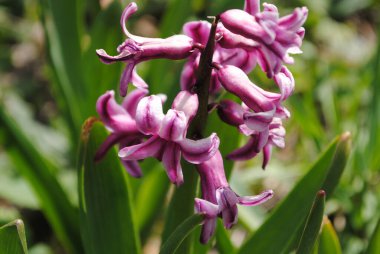 Bahçede ilk bahar çiçekleri açtı. Çok renkli sümbüller çok narin ve rafine..