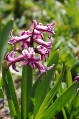 Bahçede ilk bahar çiçekleri açtı. Çok renkli sümbüller çok narin ve rafine..