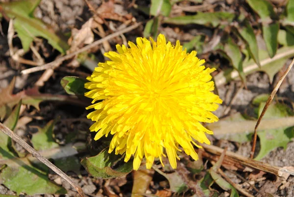 Little Yellow Dandelion Bloomed Sun Had Risen Ground — Stock Photo, Image