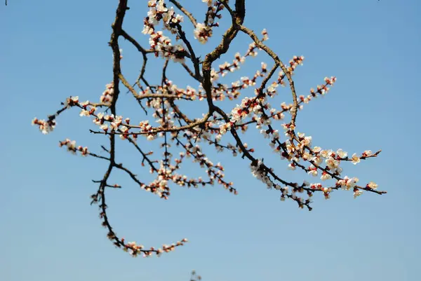 Lkbaharda Tüm Bitkiler Ağaçlar Çiçek Açar Çiçek Açan Bahçeler Çiçeklerinin — Stok fotoğraf