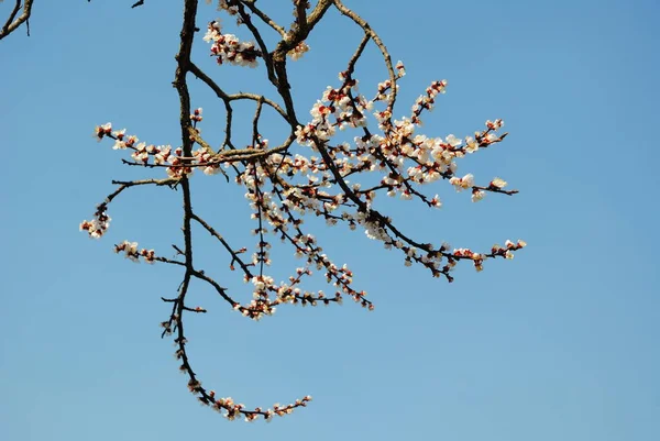 Lkbaharda Tüm Bitkiler Ağaçlar Çiçek Açar Çiçek Açan Bahçeler Çiçeklerinin — Stok fotoğraf