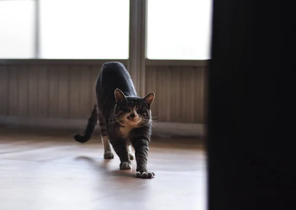 고양이 고양이 늘어나고 늘어나고 귀엽고 — 스톡 사진