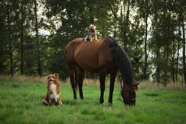 Dogs and horses are man\'s best freinds