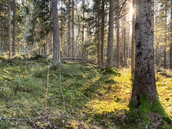 Sun in the forest through the pine trees. Sweden forest and nature. Green moss carpet in the woods.