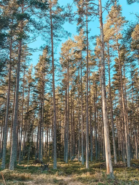 Natuurfotografie Zweedse Natuur Bossen Pijnbomen Zonnige Dag — Stockfoto