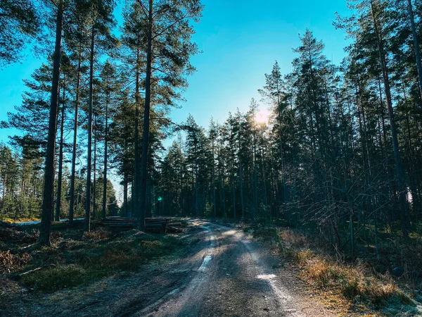 Tall pine trees in the Swedish forest on a sunny day. Country road