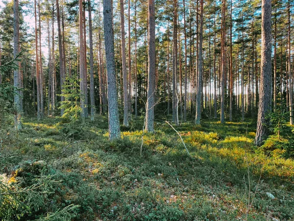 Natuurfotografie Zweedse Natuur Bossen Pijnbomen Zonnige Dag — Stockfoto