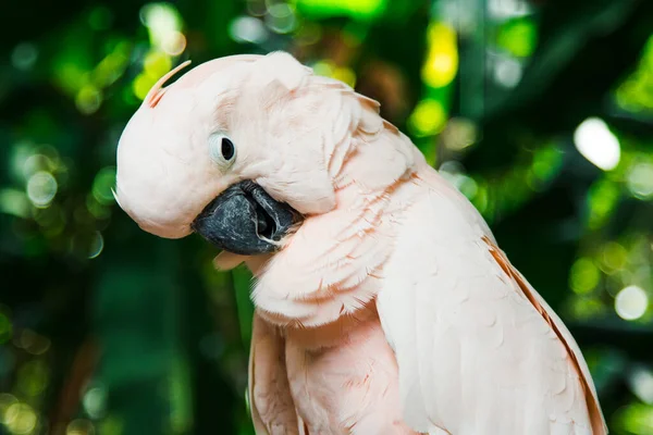 鹦鹉在树枝上坐着的时候 会把它的羽毛擦干净 背景热带绿地 — 图库照片