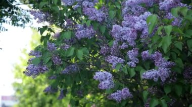Çiçekli leylak çalısı rüzgarda sallanıyor