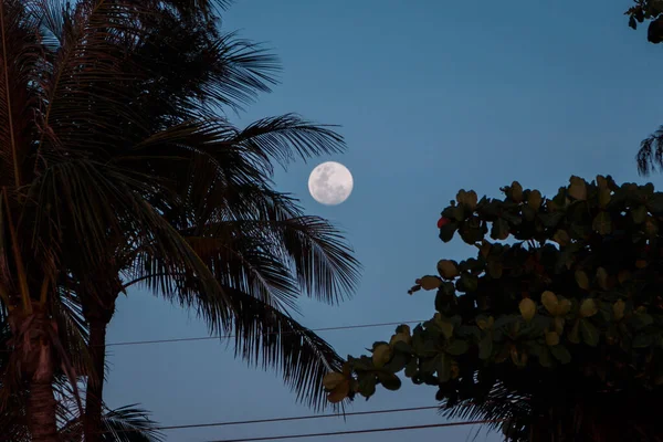 Lua Entre Folhas Palma Contra Céu Azul Frio — Fotografia de Stock