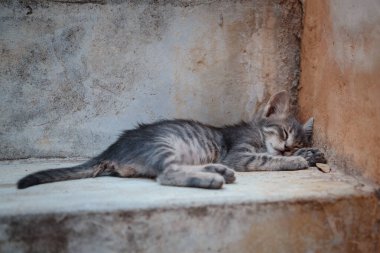 Sokak kedisi şehrin tarihi kısmının taş basamaklarında uyuyor.