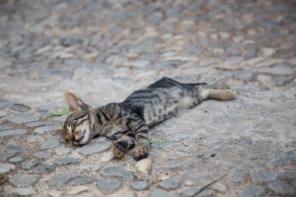 stray grey kitten sleeps on a paving stone on the street
