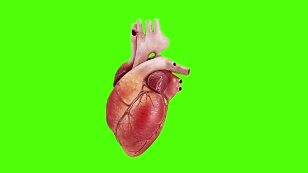 Coração humano em fundo de tela verde, Coração visual batendo, Anatomia humana, sistema cardiovascular. Full hd imagens de vídeo de alta resolução — Vídeo de Stock