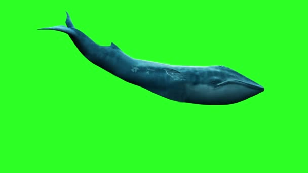 Blue Whale Tela Verde Loop Side Ocean Sea Animação — Vídeo de Stock