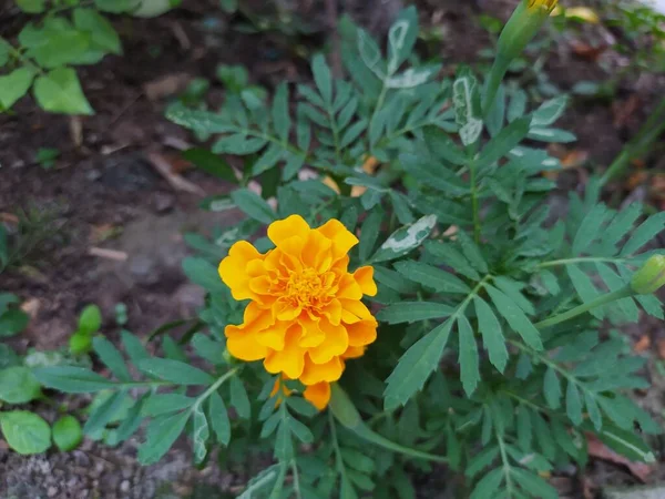 Floraison Tagetes Dans Jardin Été — Photo