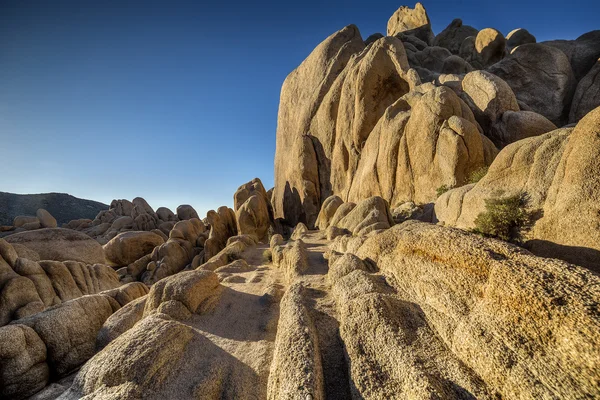 Joshua Tree National Forest Desert — Stock Photo, Image