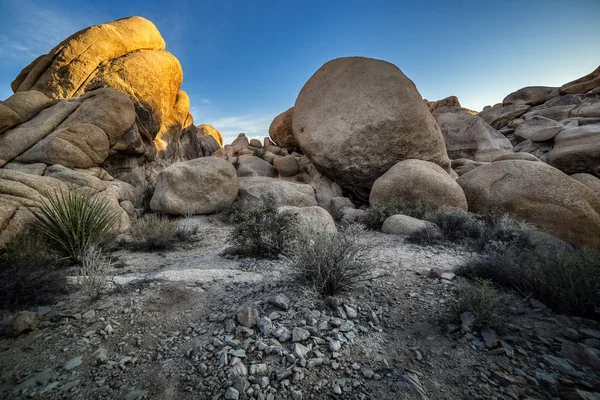 Joshua Tree National Forest öknen — Stockfoto