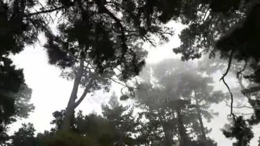 Ürpertici ormanda taşıma