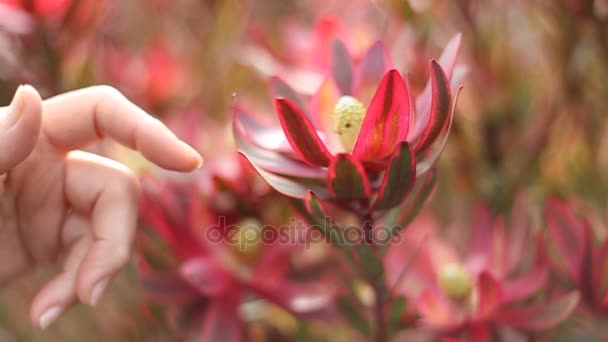 Vrouwelijke handen aanraken roze bloemen — Stockvideo